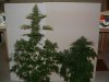 DSCF0022.jpg