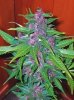 Purplehaze.jpg