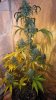 weeds 014.jpg