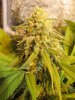 Whiteberry 33days  12-12.jpg