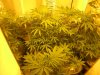 more plant shit 014.jpg
