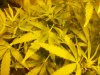 more plant shit 012.jpg