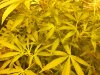 more plant shit 007.jpg