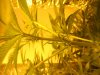 more plant shit 006.jpg