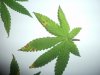 sick leafs 003.jpg