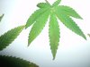 sick leafs 005.jpg