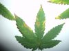 sick leafs 002.jpg
