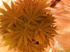 DSC00736.jpg