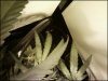first day of flowering 4.jpg