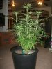 sick leafs 005.jpg