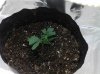 2011-01-11_17-18-20_124.jpg