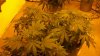 cook brain canna 2.jpg cook brain canna 2.jpg