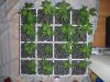 Transplanted.jpg Transplanted.jpg