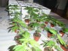 Clones.jpg Clones.jpg