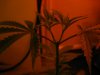 IMG_2460.jpg IMG_2460.jpg