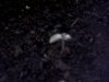 IMG00341-20110112-1952.jpg