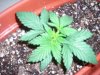 january 13, 2011 006.jpg january 13, 2011 006.jpg