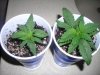 january 13, 2011 011.jpg january 13, 2011 011.jpg