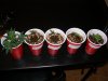 Party Cup Lineup.jpg