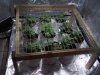 scrog1.jpg scrog1.jpg