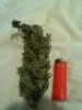 downsized_0115111148.JPG