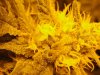 grape god bud 1.jpg grape god bud 1.jpg