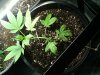 strawberry cough lst.jpg