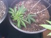 g13 lst.jpg