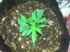 2011-01-15_15-06-26_798.jpg