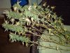 100_0661.jpg