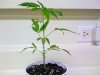 (New Clone)Grand Daddy.jpg