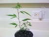 (New Clone) Train Wreck.jpg