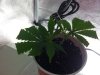 Grape Ape Clone 3 days old.jpg