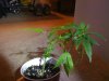 LST granddaddy.jpg