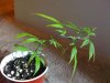TrainWreck 1 wk old LST.jpg