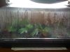7clones, 60wattflorescent, heatpad.jpg