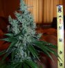 blueberry gum closeup.jpg