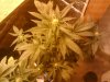 2011-01-16_11.53.15.jpg