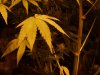 yellowing - papaya 001.jpg