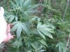 PIC-0474.jpg