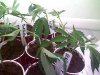 PIC-0501.jpg