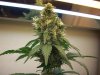 flowerforever10weeks (2).JPG