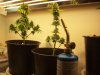 flowerforever10weeks (3).JPG