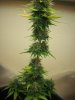 flowerforever10weeks (4).JPG