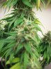 flowerforever10weeks (5).JPG