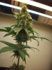 flowerforever10weeks (6).JPG