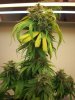 flowerforever10weeks.JPG