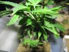 Tomato grow op 019.JPG Tomato grow op 019.JPG