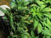 Tomato grow op 008.JPG Tomato grow op 008.JPG