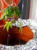 2weed.jpg